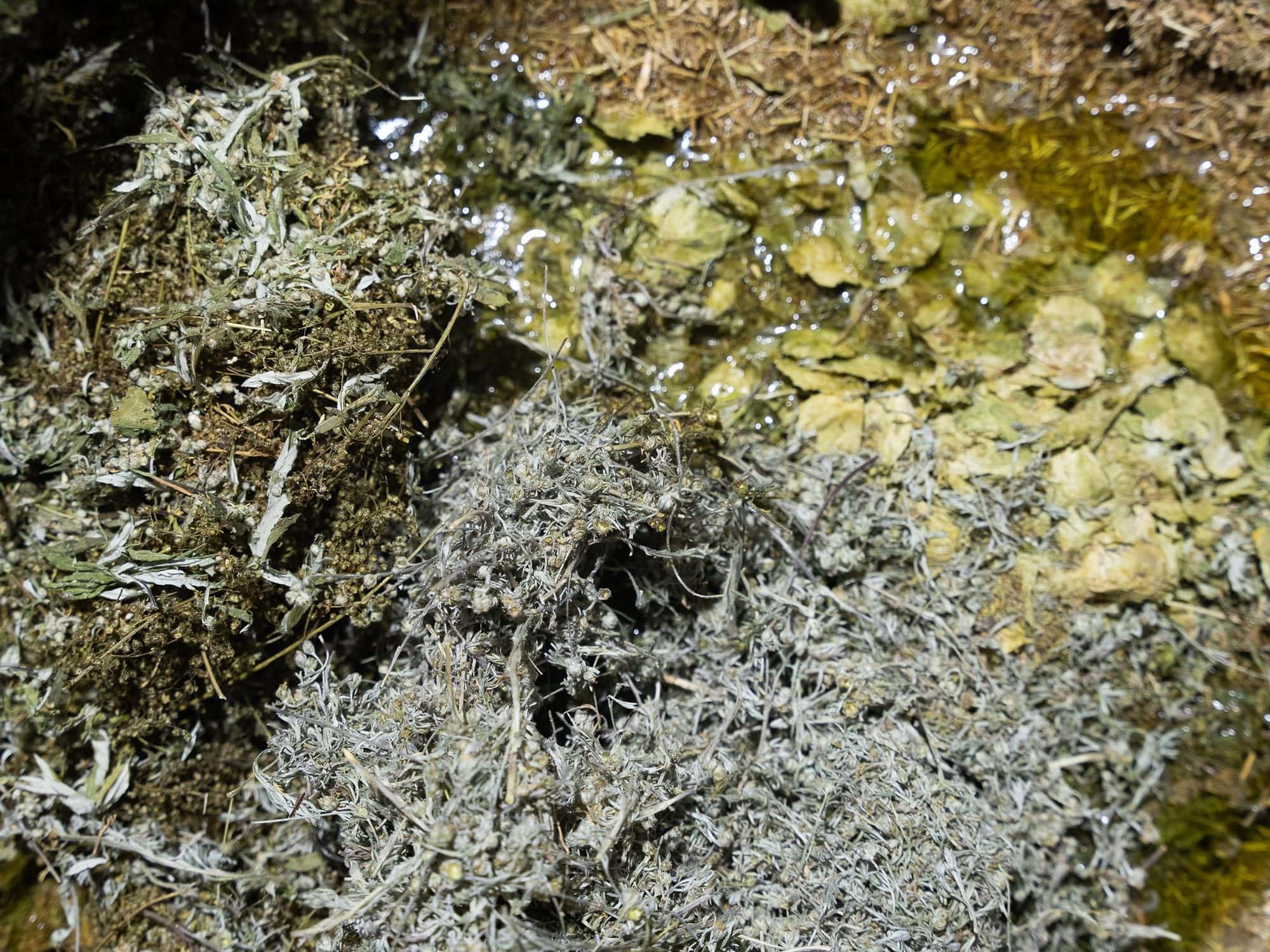 Alpine herbs and genepy botanicals — January Spirits Genepy